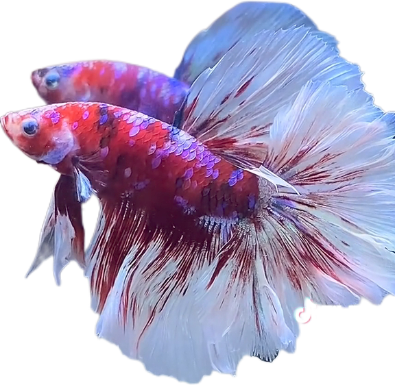 Red Barongsai Purple Galaxy Halfmoon Betta_HM004 (Male)