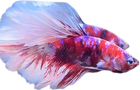 Red Barongsai Purple Galaxy Halfmoon Betta_HM004 (Male) - Image 2