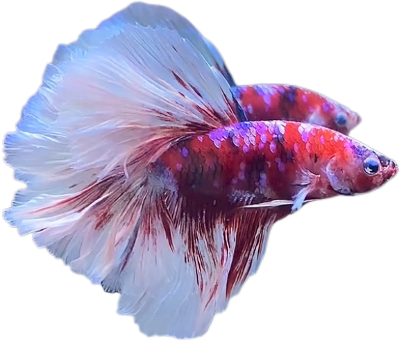 Red Barongsai Purple Galaxy Halfmoon Betta_HM004 (Male) - Image 4