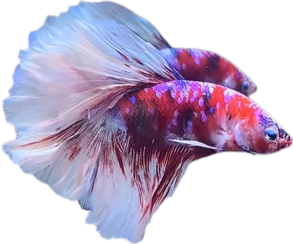 Red Barongsai Purple Galaxy Halfmoon Betta_HM004 (Male) - Image 3