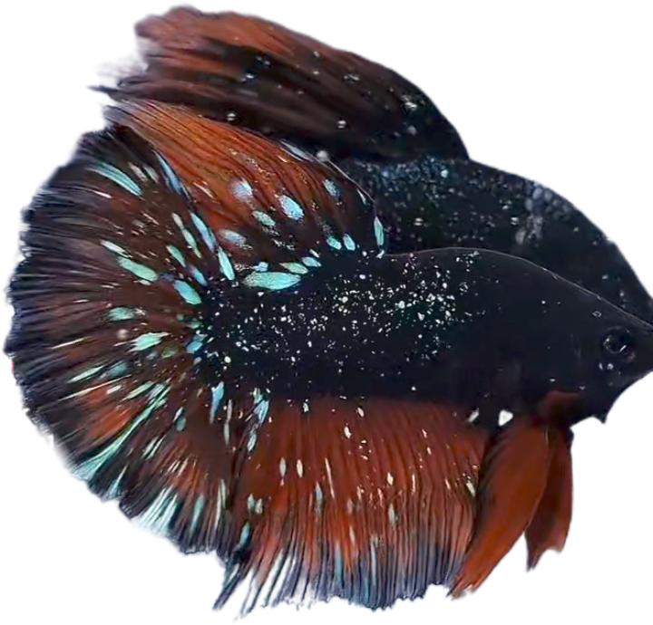 Blackstar Avatar Nebula Halfmoon Betta_HM005 (Male) - Image 2