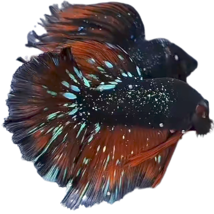 Blackstar Avatar Nebula Halfmoon Betta_HM005 (Male) - Image 6