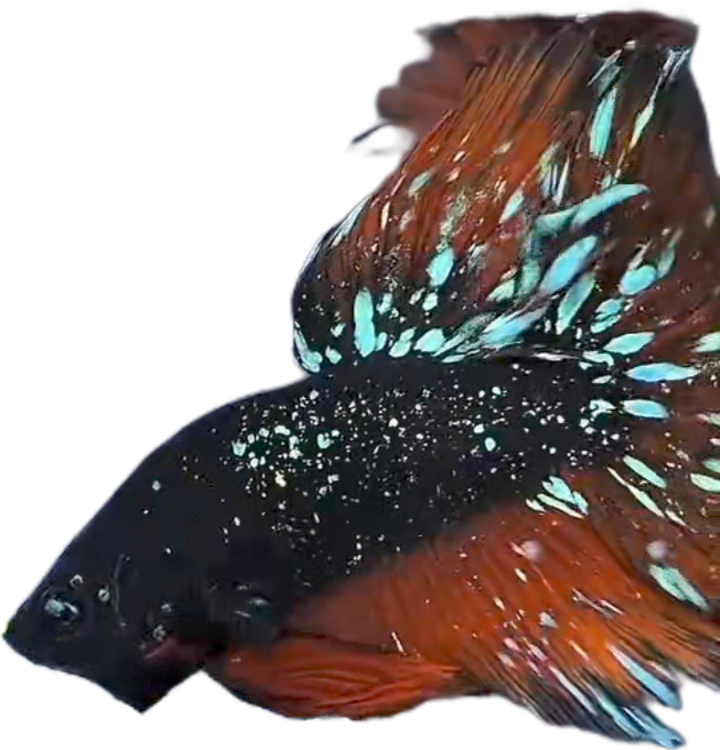 Blackstar Avatar Nebula Halfmoon Betta_HM005 (Male) - Image 5