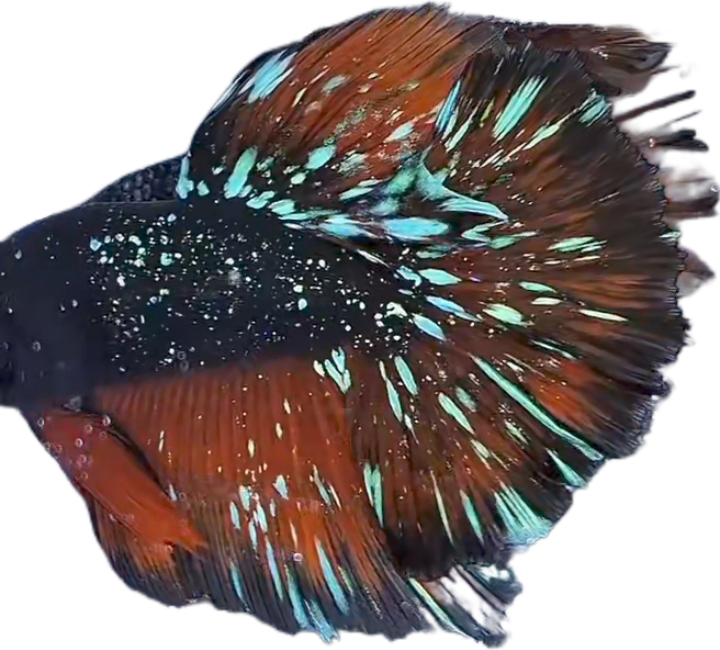 Blackstar Avatar Nebula Halfmoon Betta_HM005 (Male) - Image 4
