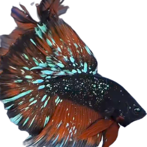 Blackstar Avatar Nebula Halfmoon Betta_HM005 (Male)