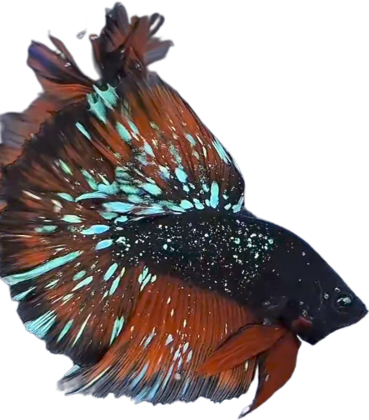 Blackstar Avatar Nebula Halfmoon Betta_HM005 (Male)