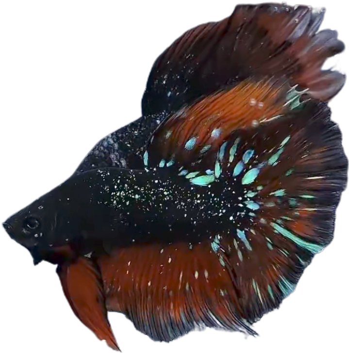 Blackstar Avatar Nebula Halfmoon Betta_HM005 (Male) - Image 3