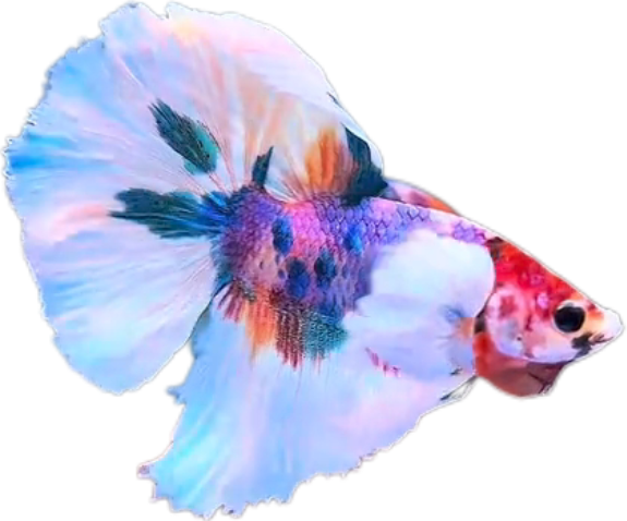 Multy Candy Halfmoon Dumbo Ear Betta HMDE_HM006 (Male) - Image 2