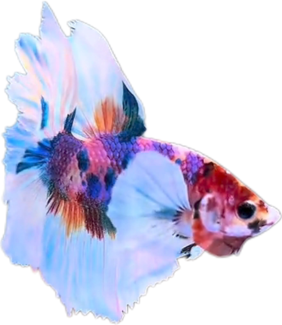 Multy Candy Halfmoon Dumbo Ear Betta HMDE_HM006 (Male) - Image 8