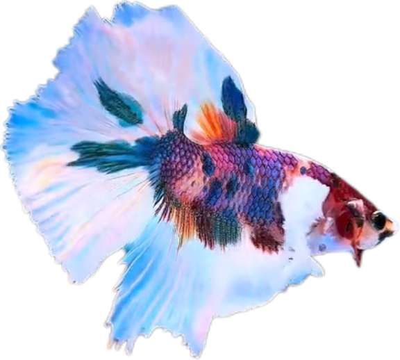 Multy Candy Halfmoon Dumbo Ear Betta HMDE_HM006 (Male) - Image 7