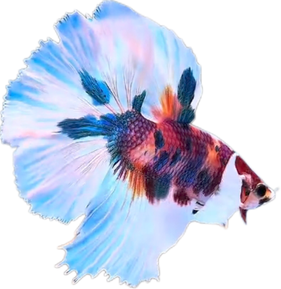 Multy Candy Halfmoon Dumbo Ear Betta HMDE_HM006 (Male) - Image 6