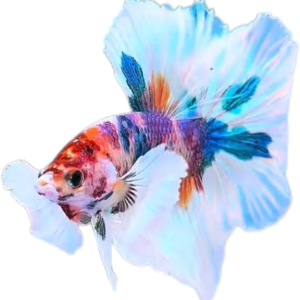Multy Candy Halfmoon Dumbo Ear Betta HMDE_HM006 (Male)