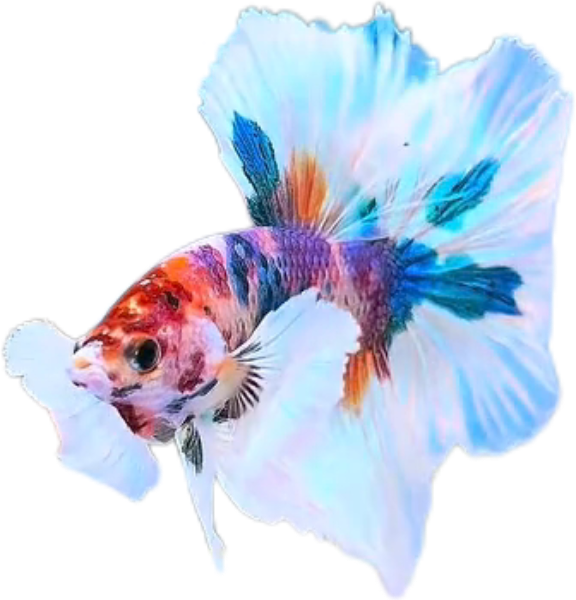 Multy Candy Halfmoon Dumbo Ear Betta HMDE_HM006 (Male)