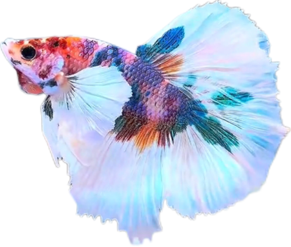 Multy Candy Halfmoon Dumbo Ear Betta HMDE_HM006 (Male) - Image 5