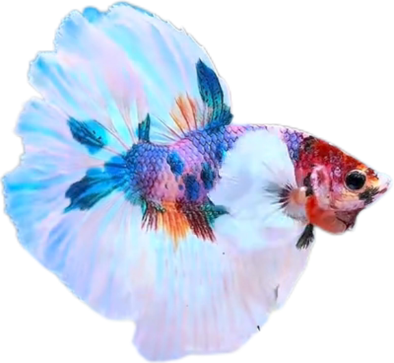 Multy Candy Halfmoon Dumbo Ear Betta HMDE_HM006 (Male) - Image 4
