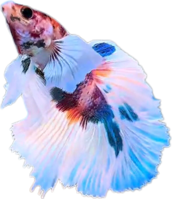 Multy Candy Halfmoon Dumbo Ear Betta HMDE_HM006 (Male) - Image 3