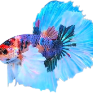 Multy Candy Halfmoon Dumbo Ear Betta HMDE_HM007 (Male)