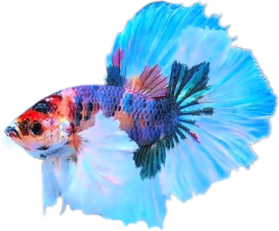 Multy Candy Halfmoon Dumbo Ear Betta HMDE_HM007 (Male)