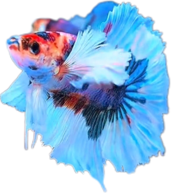 Multy Candy Halfmoon Dumbo Ear Betta HMDE_HM007 (Male) - Image 4