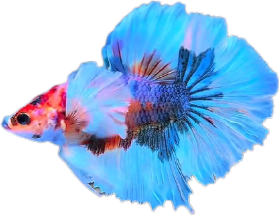 Multy Candy Halfmoon Dumbo Ear Betta HMDE_HM007 (Male) - Image 3