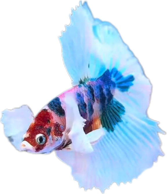 Multy Candy Halfmoon Dumbo Ear Betta HMDE_HM008 (Male) - Image 2