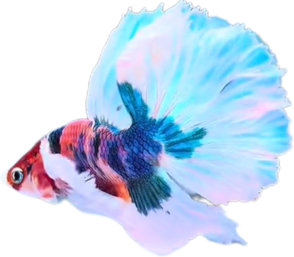 Multy Candy Halfmoon Dumbo Ear Betta HMDE_HM008 (Male) - Image 4
