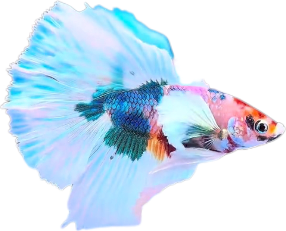 Multy Candy Halfmoon Dumbo Ear Betta HMDE_HM008 (Male) - Image 5