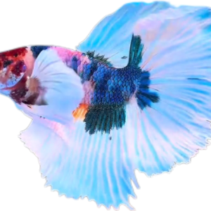 Multy Candy Halfmoon Dumbo Ear Betta HMDE_HM008 (Male)