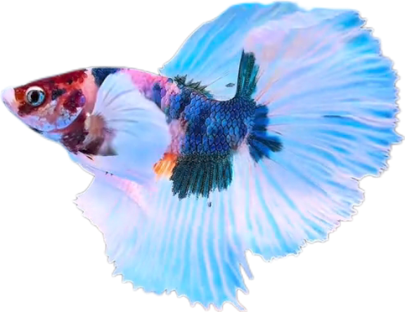 Multy Candy Halfmoon Dumbo Ear Betta HMDE_HM008 (Male)