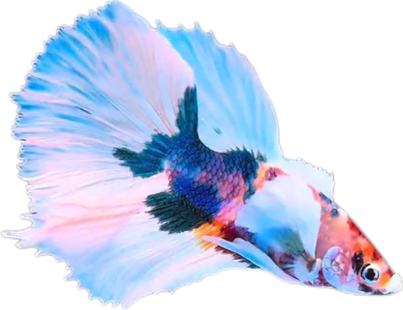 Multy Candy Halfmoon Dumbo Ear Betta HMDE_HM008 (Male) - Image 3