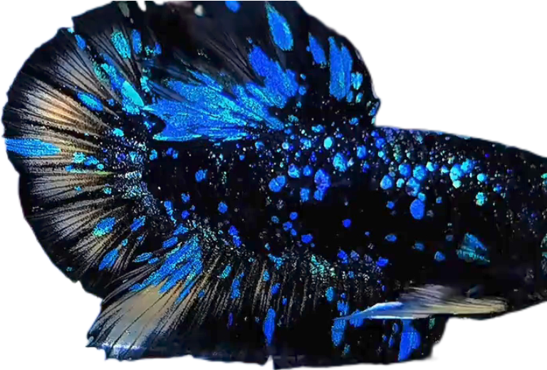 Premium Avatar Nebula Black Star Galaxy HMPK_M024 (Male) - Image 3