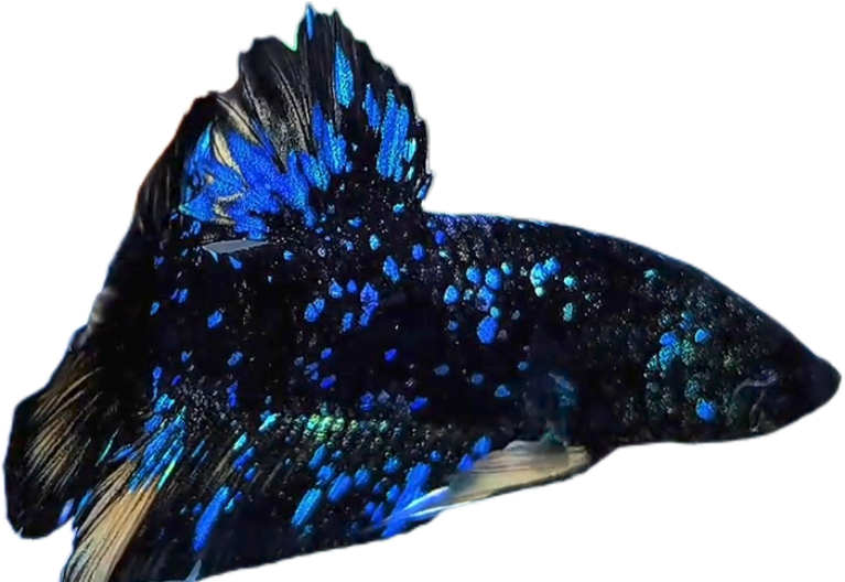 Premium Avatar Nebula Black Star Galaxy HMPK_M024 (Male) - Image 4