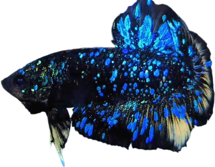 Premium Avatar Nebula Black Star Galaxy HMPK_M024 (Male) - Image 2