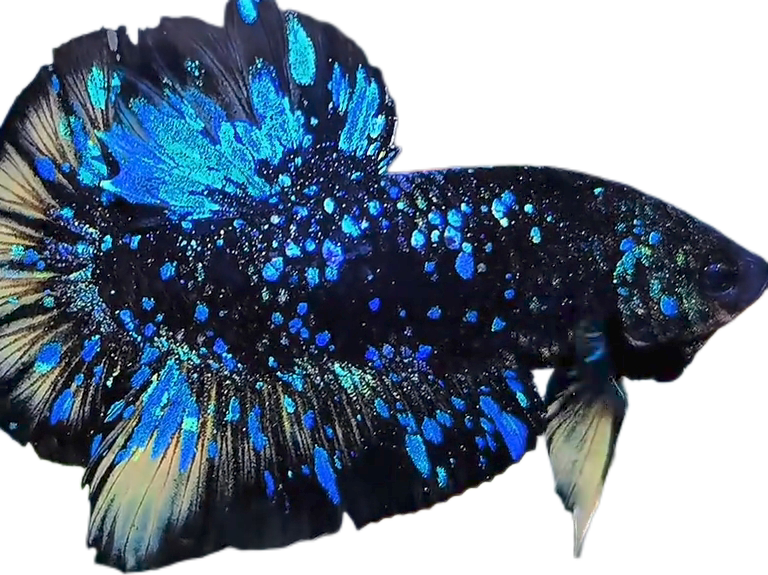 Premium Avatar Nebula Black Star Galaxy HMPK_M024 (Male)