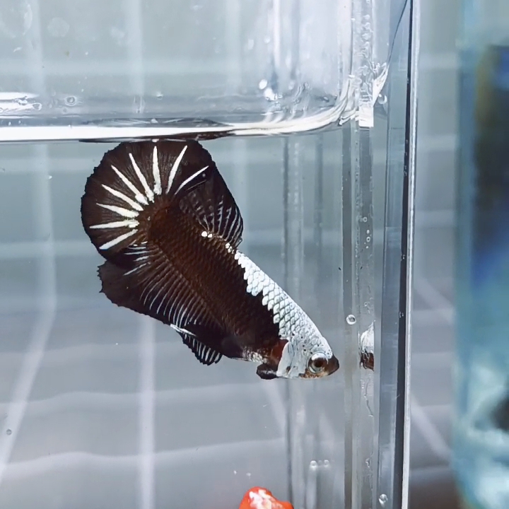 Headgear Black Samurai HMPK_H148 (Male) - Image 3