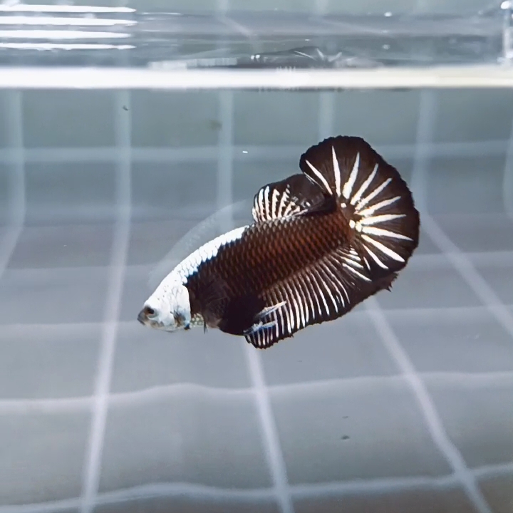 Headgear Black Samurai HMPK_H148 (Male) - Image 4