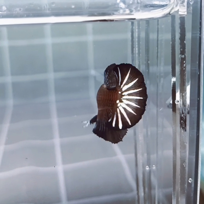 Headgear Black Samurai HMPK_H148 (Male) - Image 5