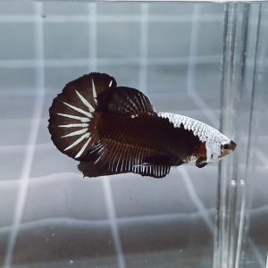 Headgear Black Samurai HMPK_H148 (Male)