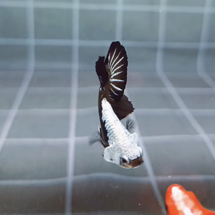 Headgear Black Samurai HMPK_H148 (Male) - Image 2