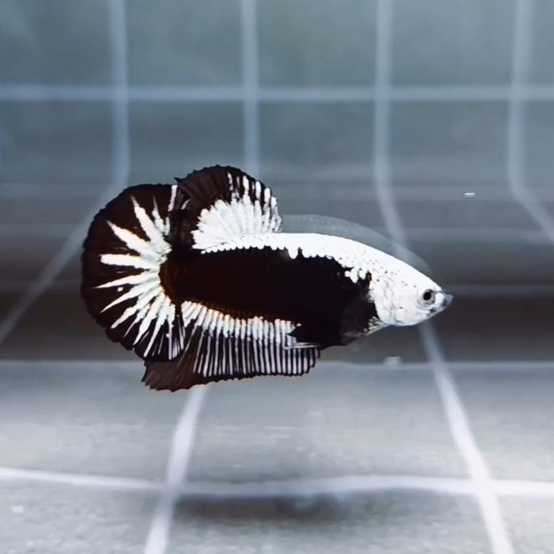 Premium Black Samurai HMPK_H129 (Male) - Image 9