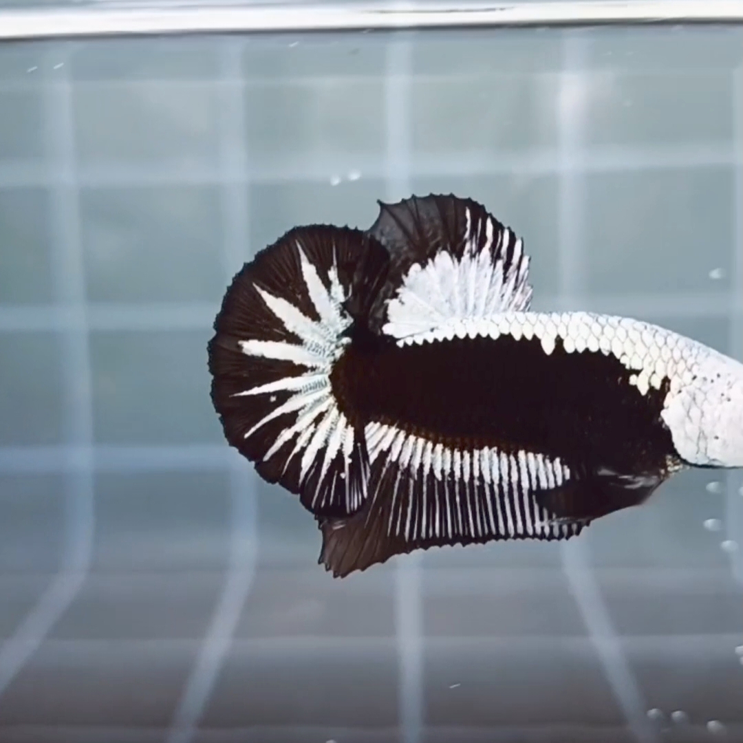 Premium Black Samurai HMPK_H129 (Male) - Image 8