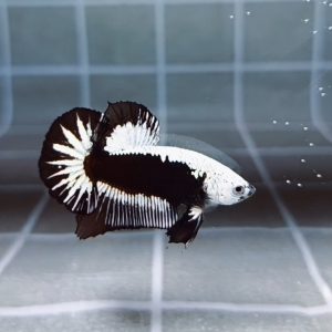 Premium Black Samurai HMPK_H129 (Male)