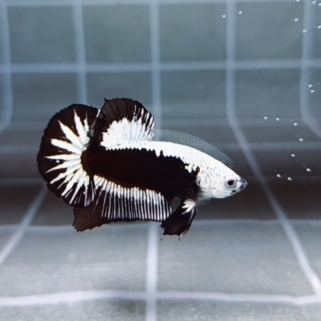 Premium Black Samurai HMPK_H129 (Male)