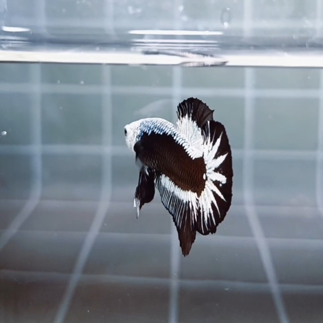 Premium Black Samurai HMPK_H129 (Male) - Image 6