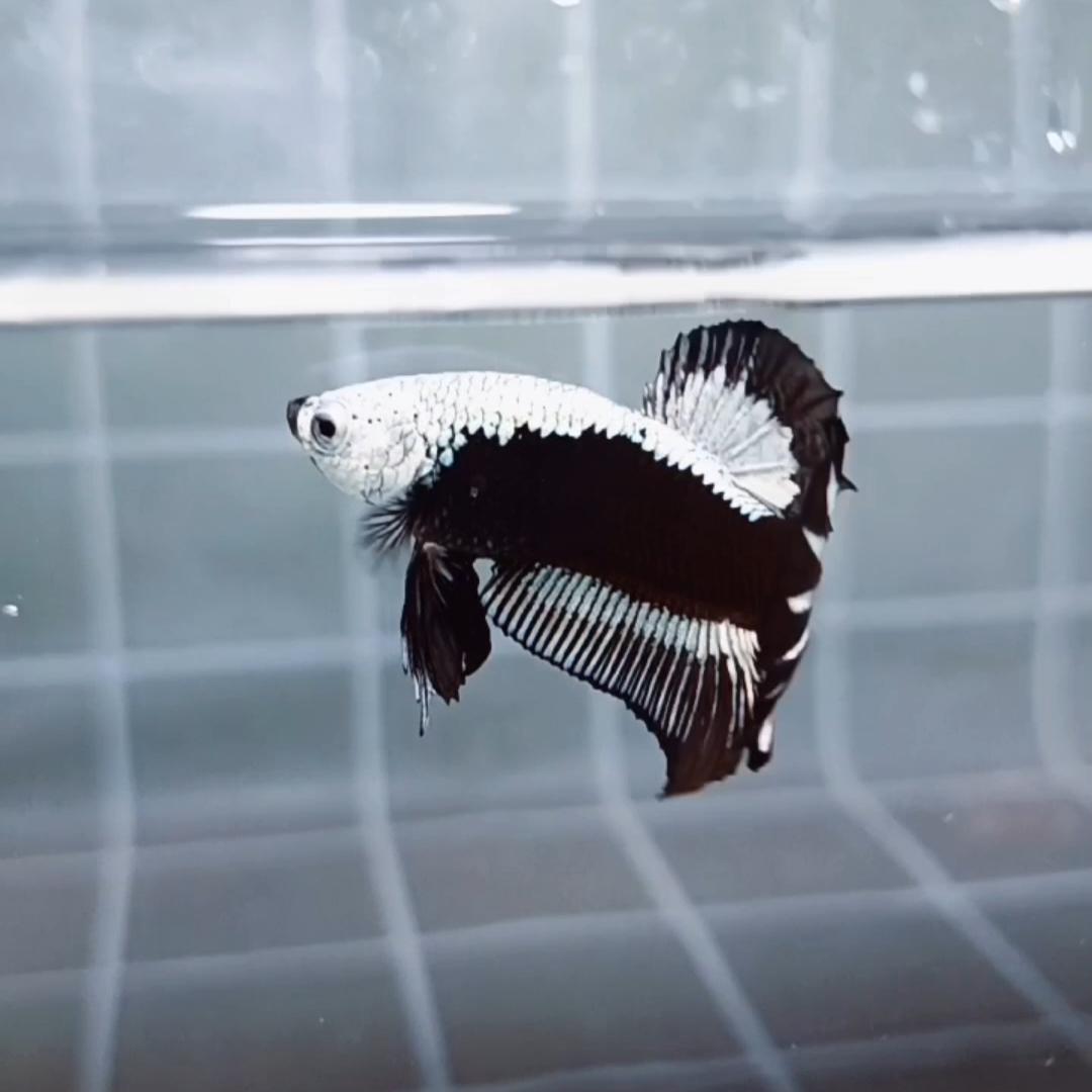 Premium Black Samurai HMPK_H129 (Male) - Image 5