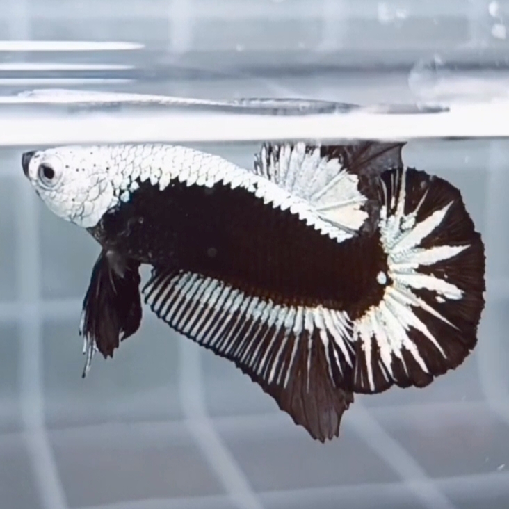 Premium Black Samurai HMPK_H129 (Male) - Image 4