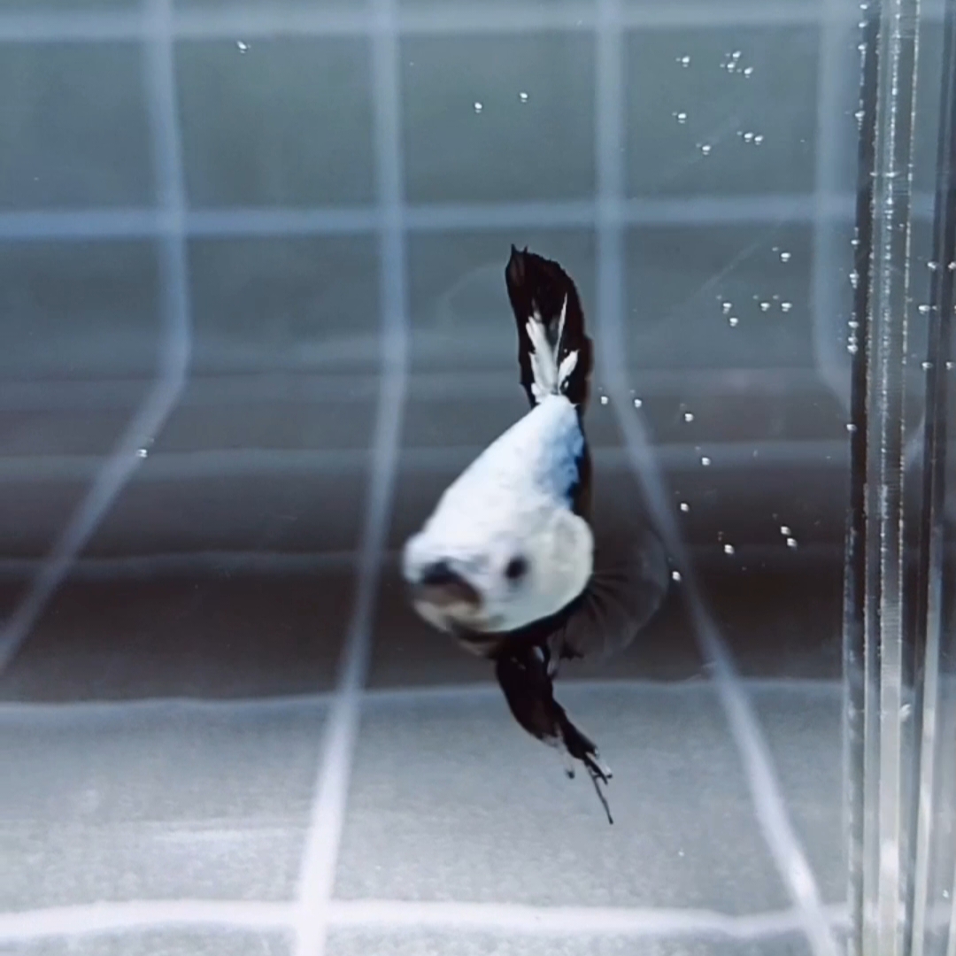 Premium Black Samurai HMPK_H129 (Male) - Image 7