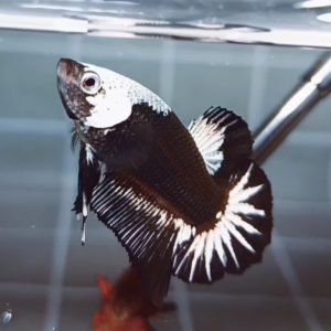 Black Samurai Helmet HMPK_H158 (Male)