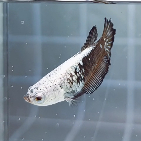 Black Samurai Mask HMPK_h001 (Female) - Image 2