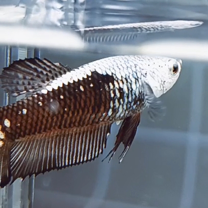 Black Samurai Mask HMPK_h001 (Female) - Image 4